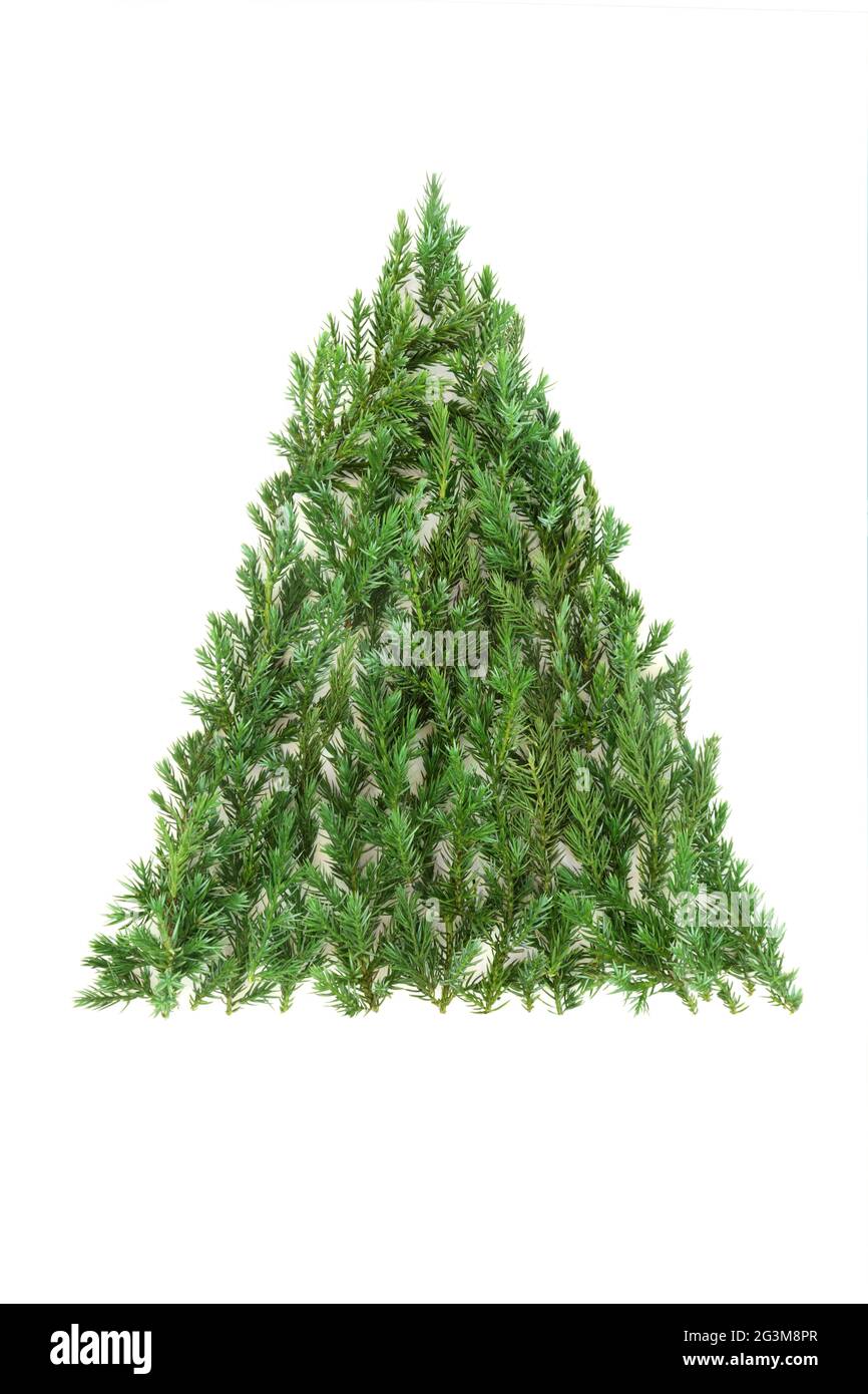 Sapin de Noël en forme de sapin de genévrier, symbole écologique sur fond blanc. Concept d'hiver naturel. Flat lay, vue de dessus, espace de copie. Banque D'Images Sapin de Noël en forme de sapin de genévrier, symbole écologique sur fond blanc. Concept d'hiver naturel. Flat lay, vue de dessus, espace de copie. Banque D'Images