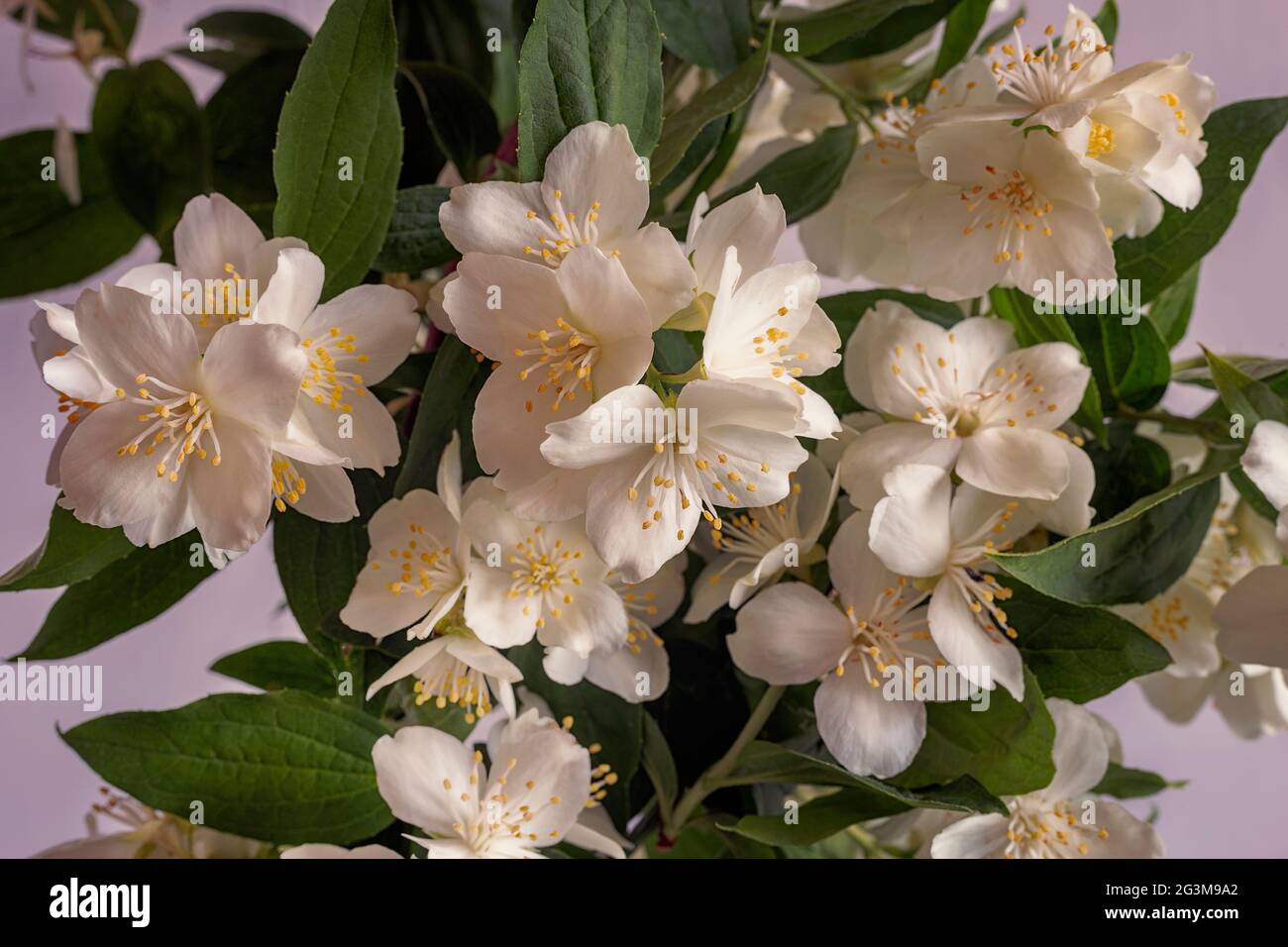 Belles fleurs blanches délicates sur une branche de jasmin Banque D'Images