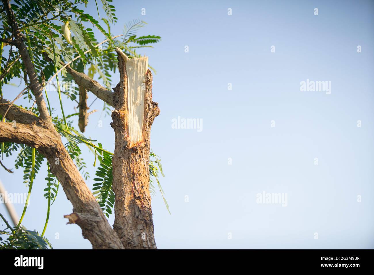 La vue détaillée d'un grand arbre est tombée après un coup de foudre. Banque D'Images