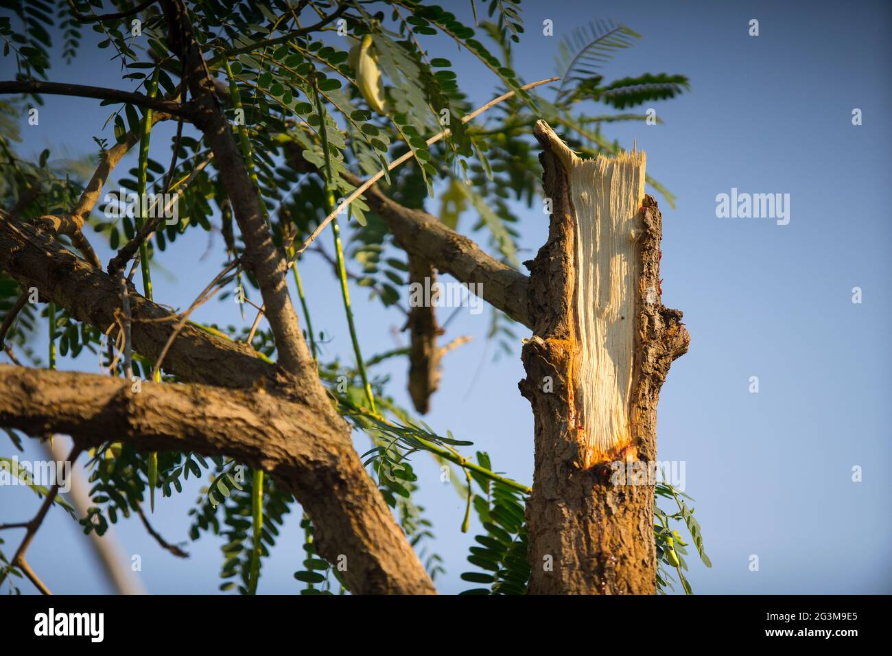 La vue détaillée d'un grand arbre est tombée après un coup de foudre. Banque D'Images