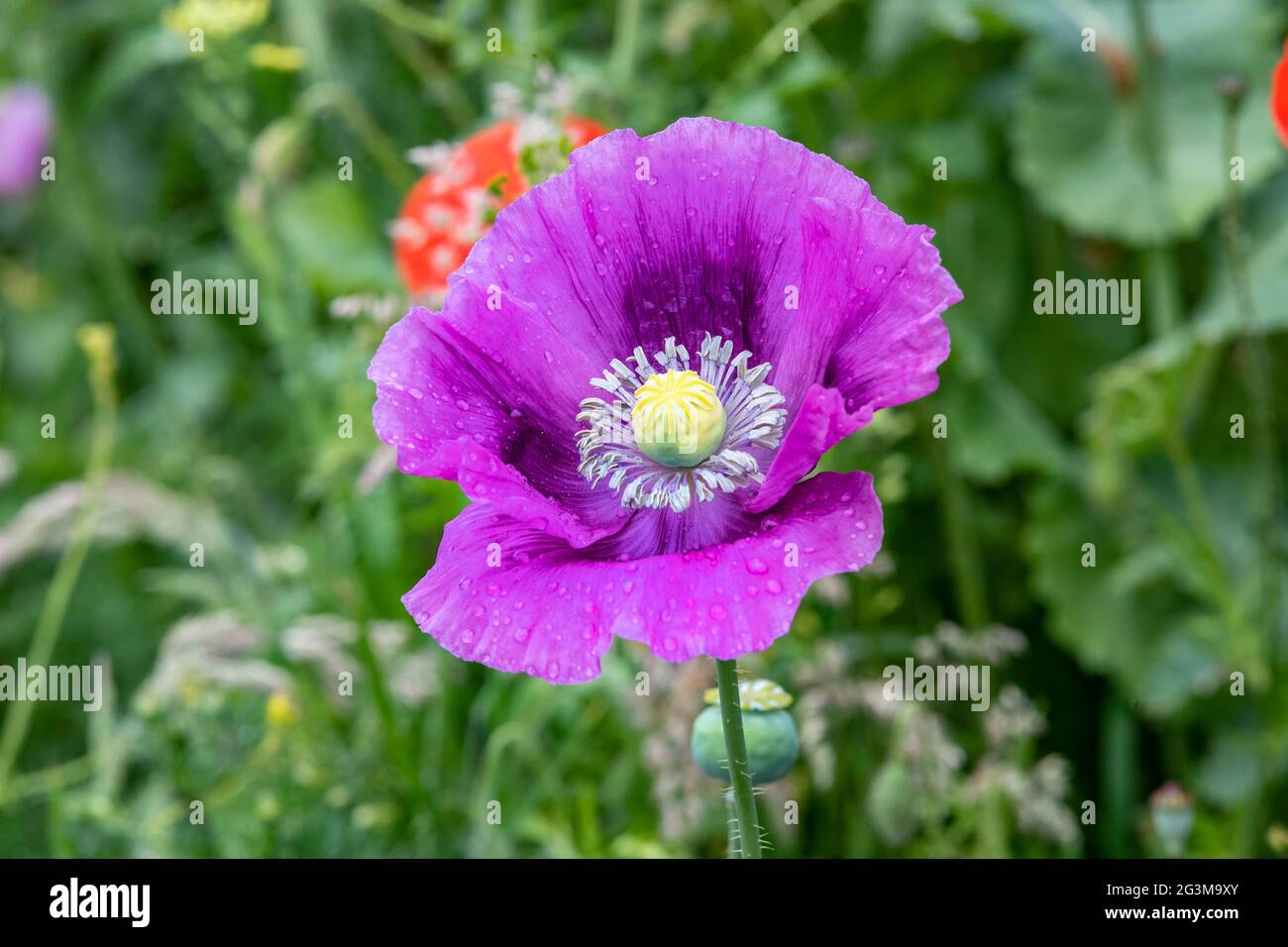 Northampton, Royaume-Uni. 17 juin 2021. Coquelicot, raisin Lauren, Papaver somniferum, pleine floraison à Abington Park après la pluie de nuit. Crédit : Keith J Smith./Alamy Live News Banque D'Images