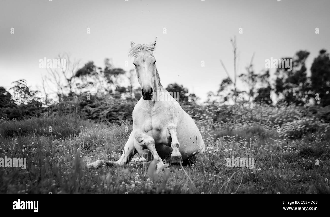 Mignon cheval à l'extérieur sur la ferme, appréciant pâturage de champ de fleurs, noir et blanc. Banque D'Images