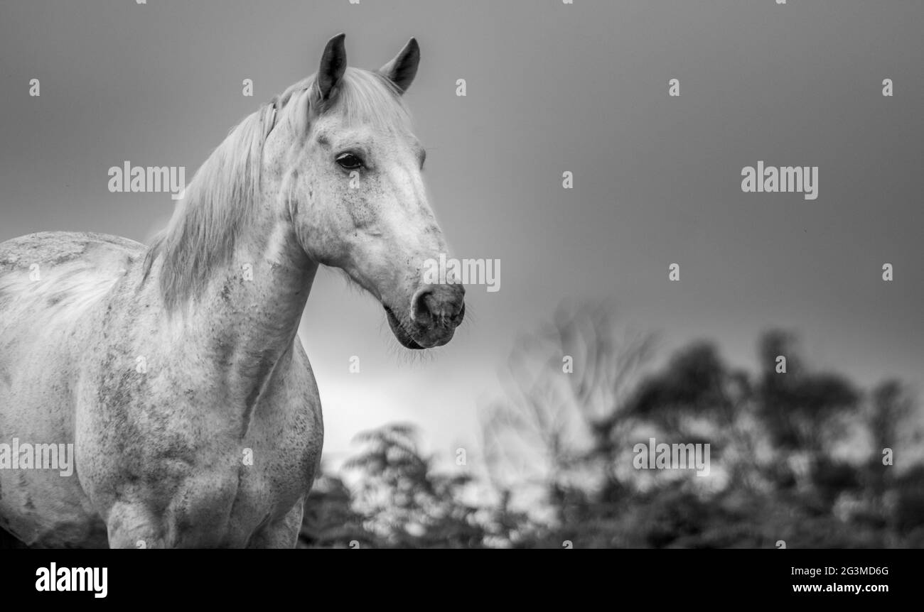 Mignon cheval à l'extérieur sur la ferme, appréciant pâturage de champ de fleurs, noir et blanc. Banque D'Images