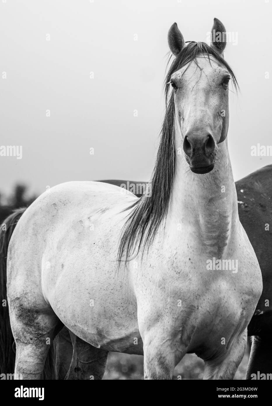 Mignon cheval à l'extérieur sur la ferme, appréciant pâturage de champ de fleurs, noir et blanc. Banque D'Images