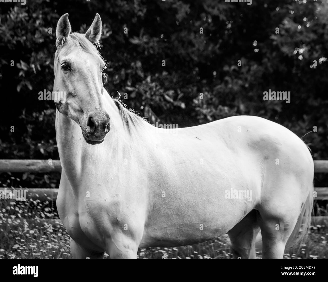 Mignon cheval à l'extérieur sur la ferme, appréciant pâturage de champ de fleurs, noir et blanc. Banque D'Images