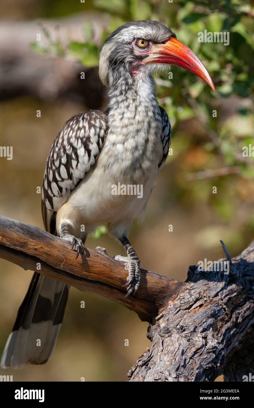 Hornbill à bec rouge (Tockus erthrorhynchus) dans la région du fleuve Khwai, au nord du Botswana, en Afrique. C'est le plus petit des Hornbites africains. Banque D'Images