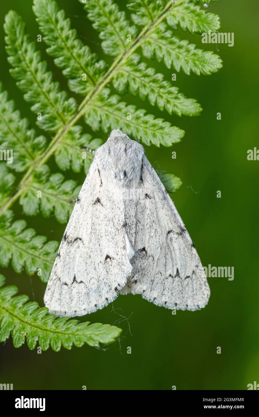Miller Moth (Acronicta leporina) reposant sur saumâtre, Royaume-Uni Banque D'Images