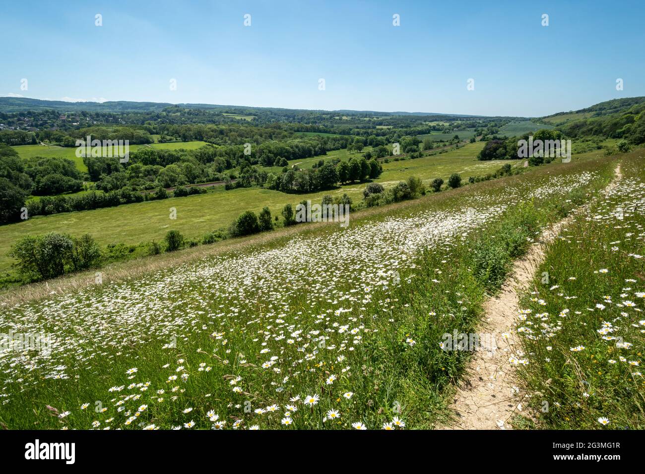 Vue de Denbies Hillside sur Ranmore Common dans les North Downs, Surrey Hills, Angleterre, Royaume-Uni, en juin ou en été avec fleurs sauvages Banque D'Images