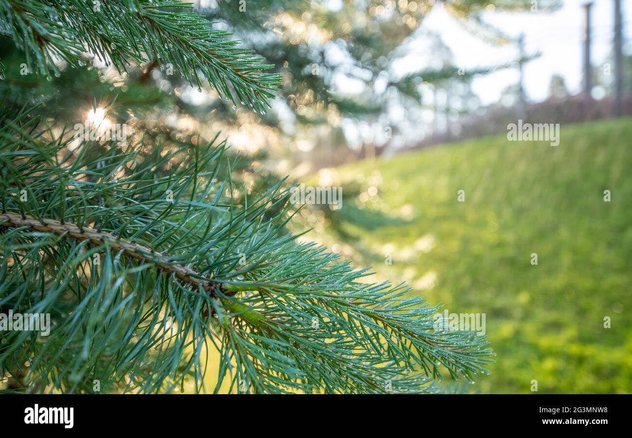 Arrière-plan d'été. Gouttes de pluie ou rosée sur les branches de pin, illuminées par la lumière du soleil. Banque D'Images