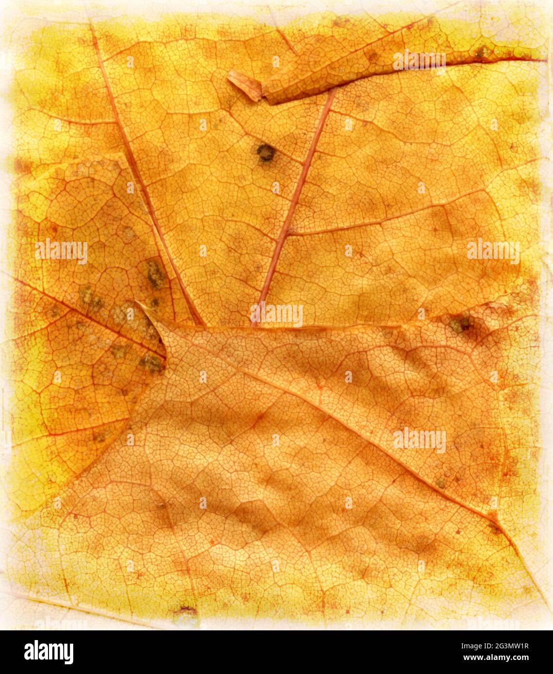 La texture des feuilles d'automne Banque D'Images