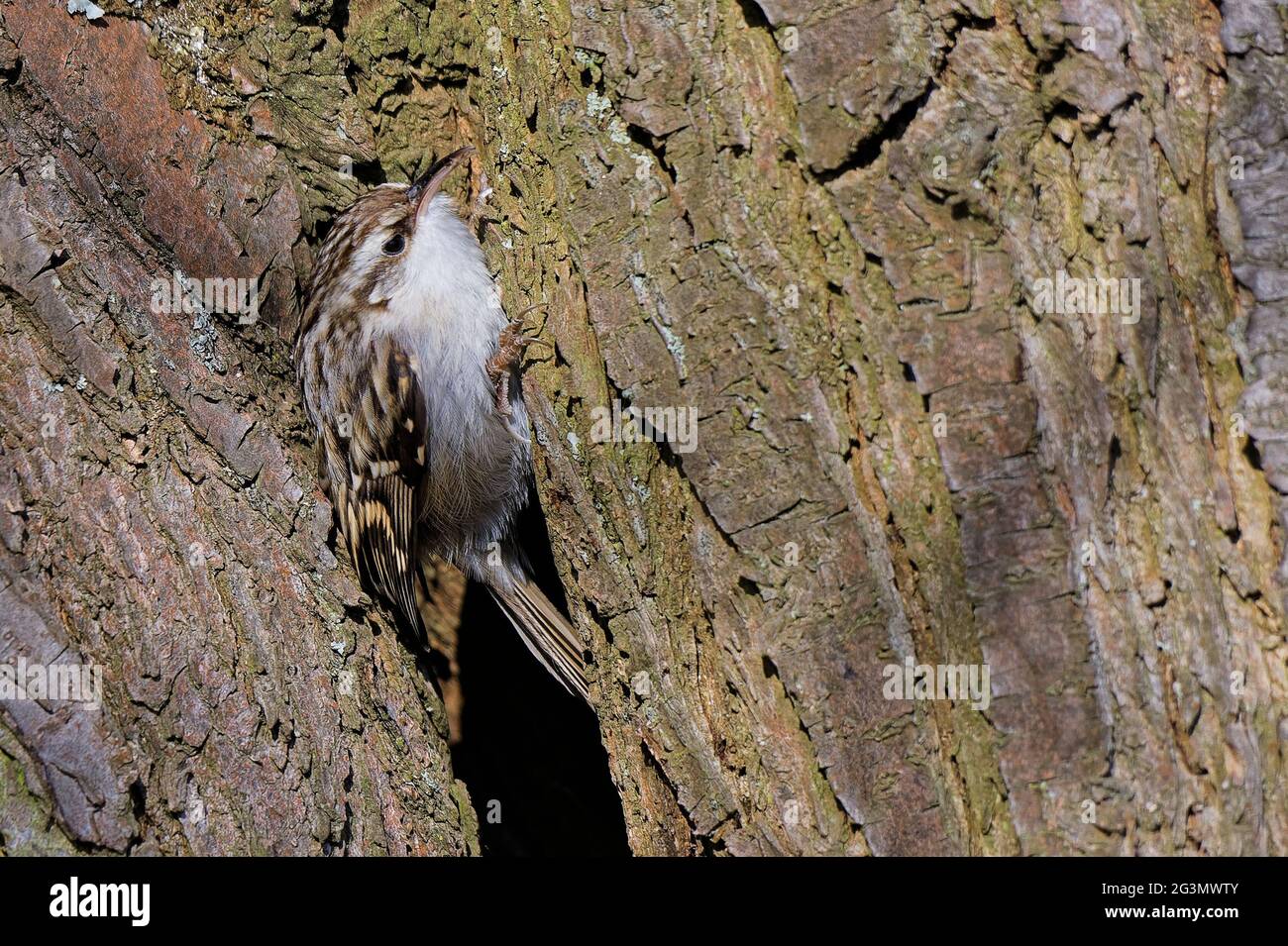 Bruant eurasien Banque D'Images