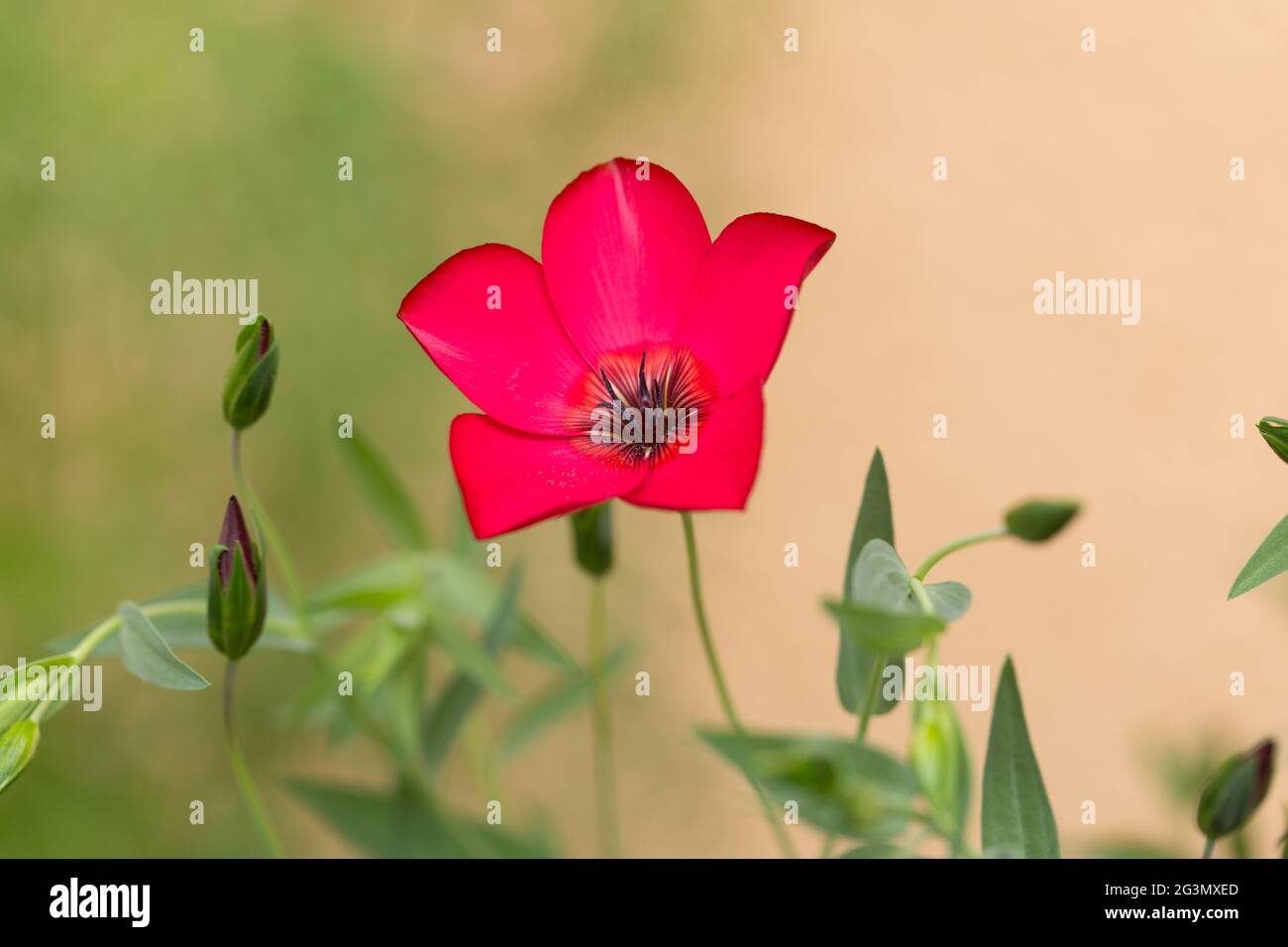 Lin écarlate (Linum grandiflorum) Banque D'Images