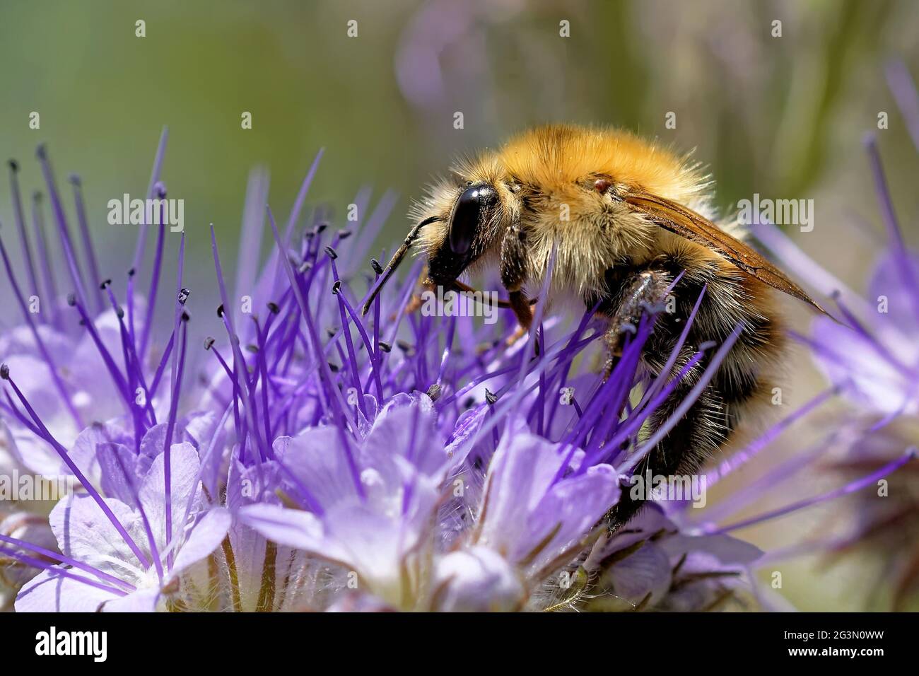 Abeille commune de carder sur le tacy phacelia Banque D'Images