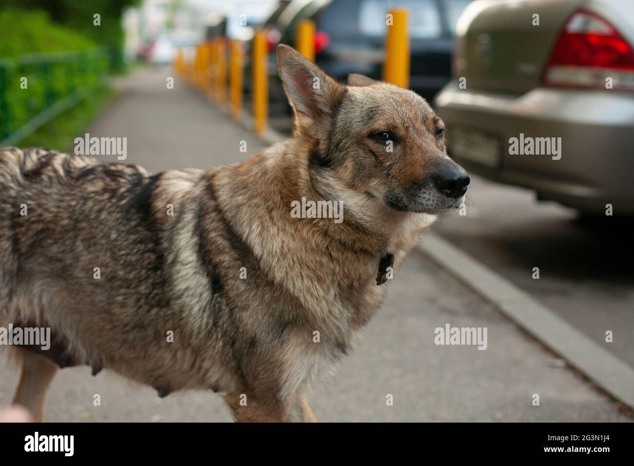 Chien sans abri dans la rue. Chien féminin. Le chien pauvre est à la recherche de propriétaires. Banque D'Images