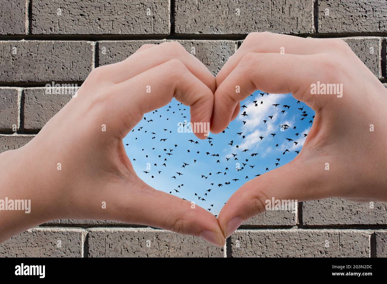 Troupeau d'oiseaux vus derrière une main en forme de cœur Banque D'Images