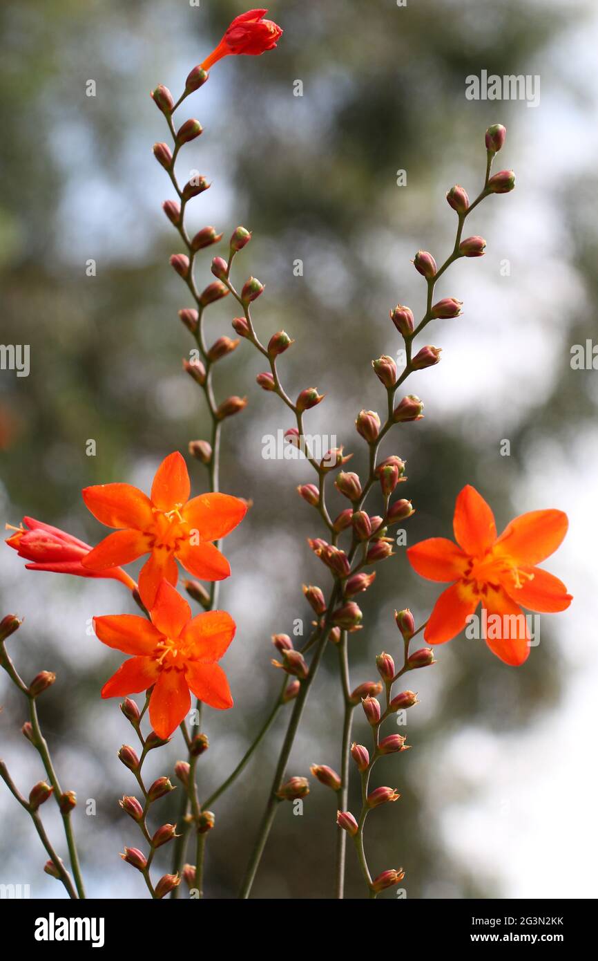 Belles fleurs de Crocosmia dans la nature Banque D'Images