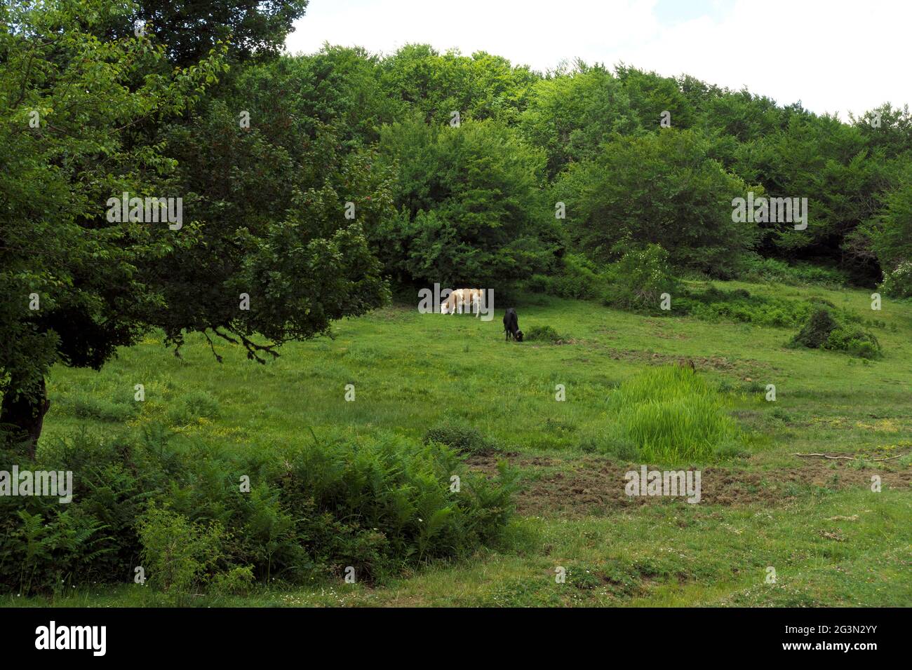 agriculture en Sicile deux vaches pâturages herbe verte dans les montagnes de Nebrodi Banque D'Images