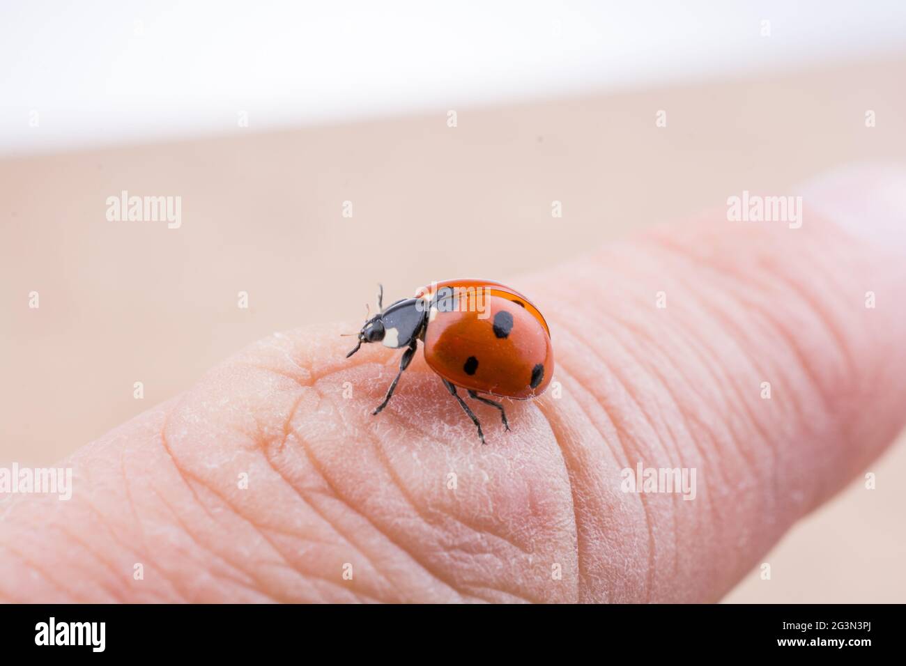 Magnifique coccinelle rouge marchant sur un morceau de bois Banque D'Images