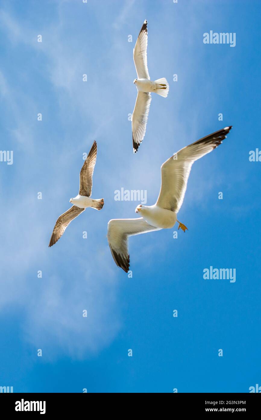 Flock of seagulls ski dans le ciel Banque D'Images