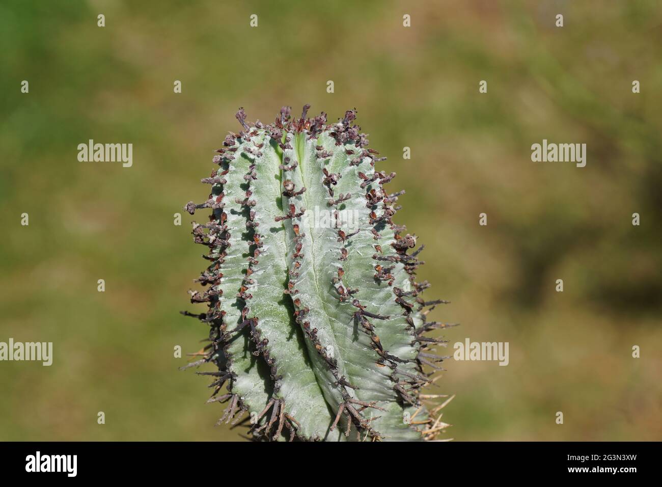 Gros plan probablement Euphorbia horrida avec de petites fleurs. Originaire d'Afrique du Sud. La famille succulente de l'euphorbia (Euphorbiacea). Banque D'Images