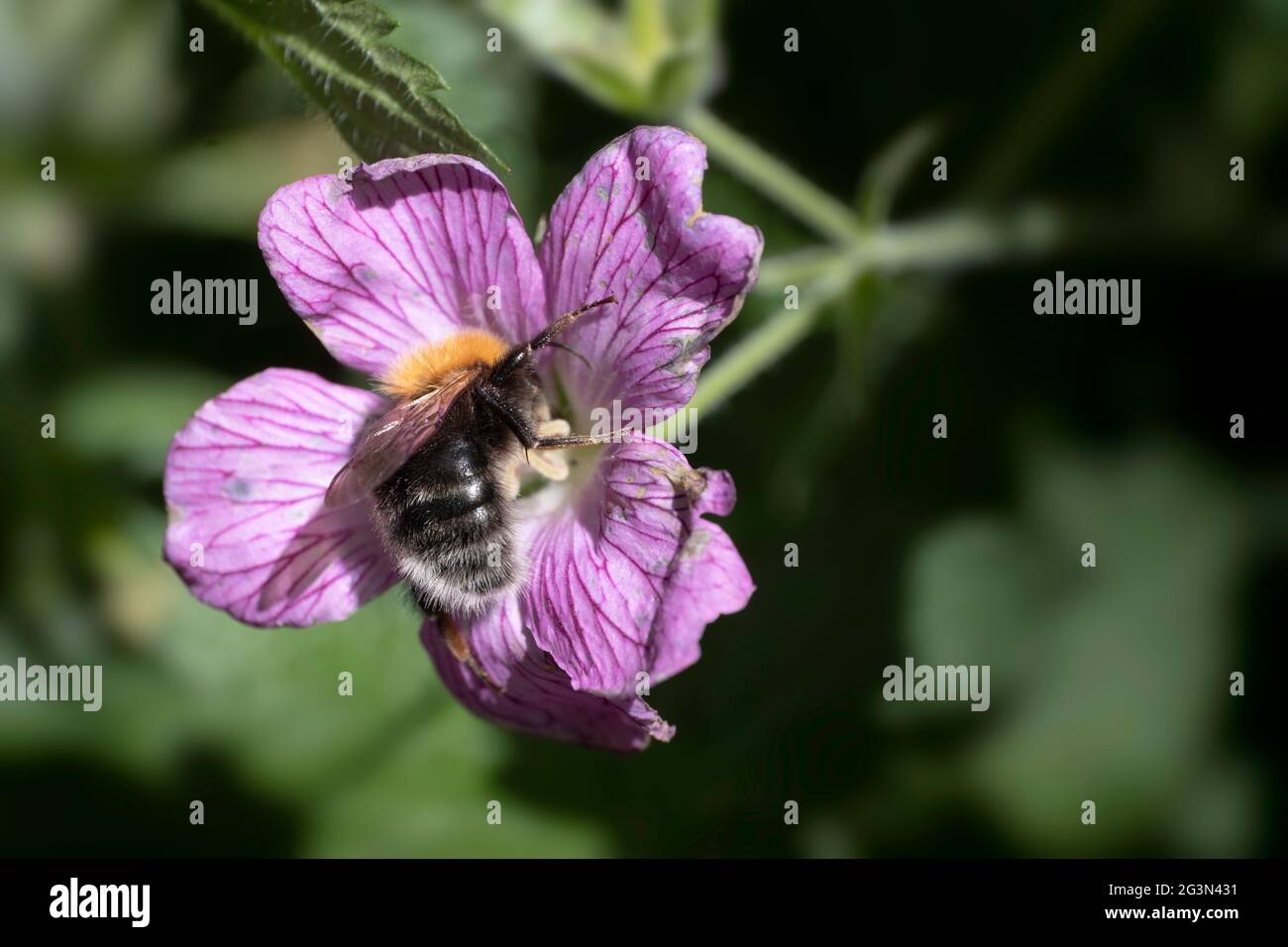 Bumblebee collectant le nectar et pollinisant une fleur rose de Geranium endressi 'Wargrave Pink' au soleil d'été. Arrière-plan vert flou Banque D'Images