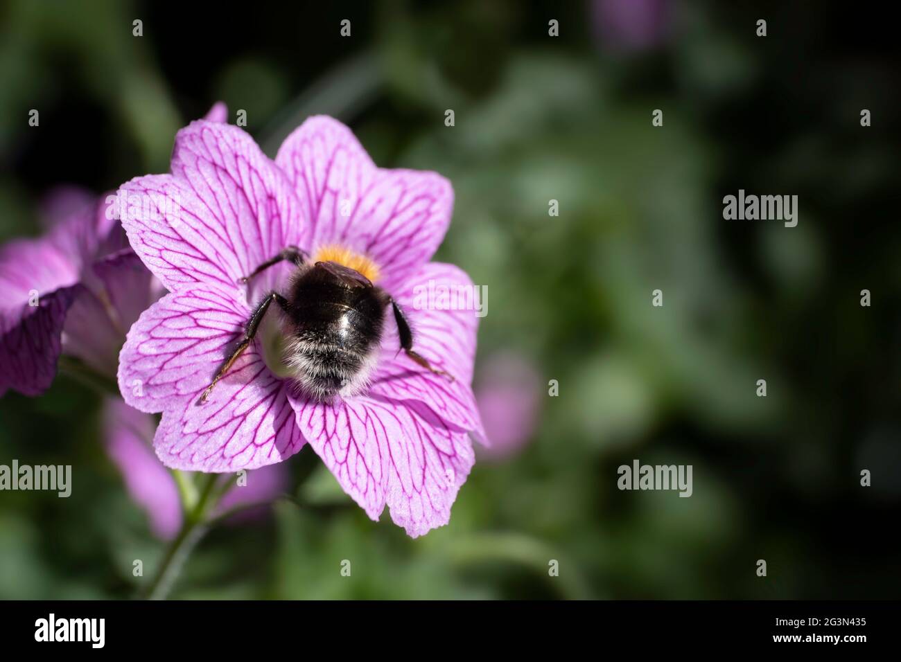 Bumblebee collectant le nectar et pollinisant une fleur rose de Geranium endressi 'Wargrave Pink' au soleil d'été. Arrière-plan vert flou Banque D'Images