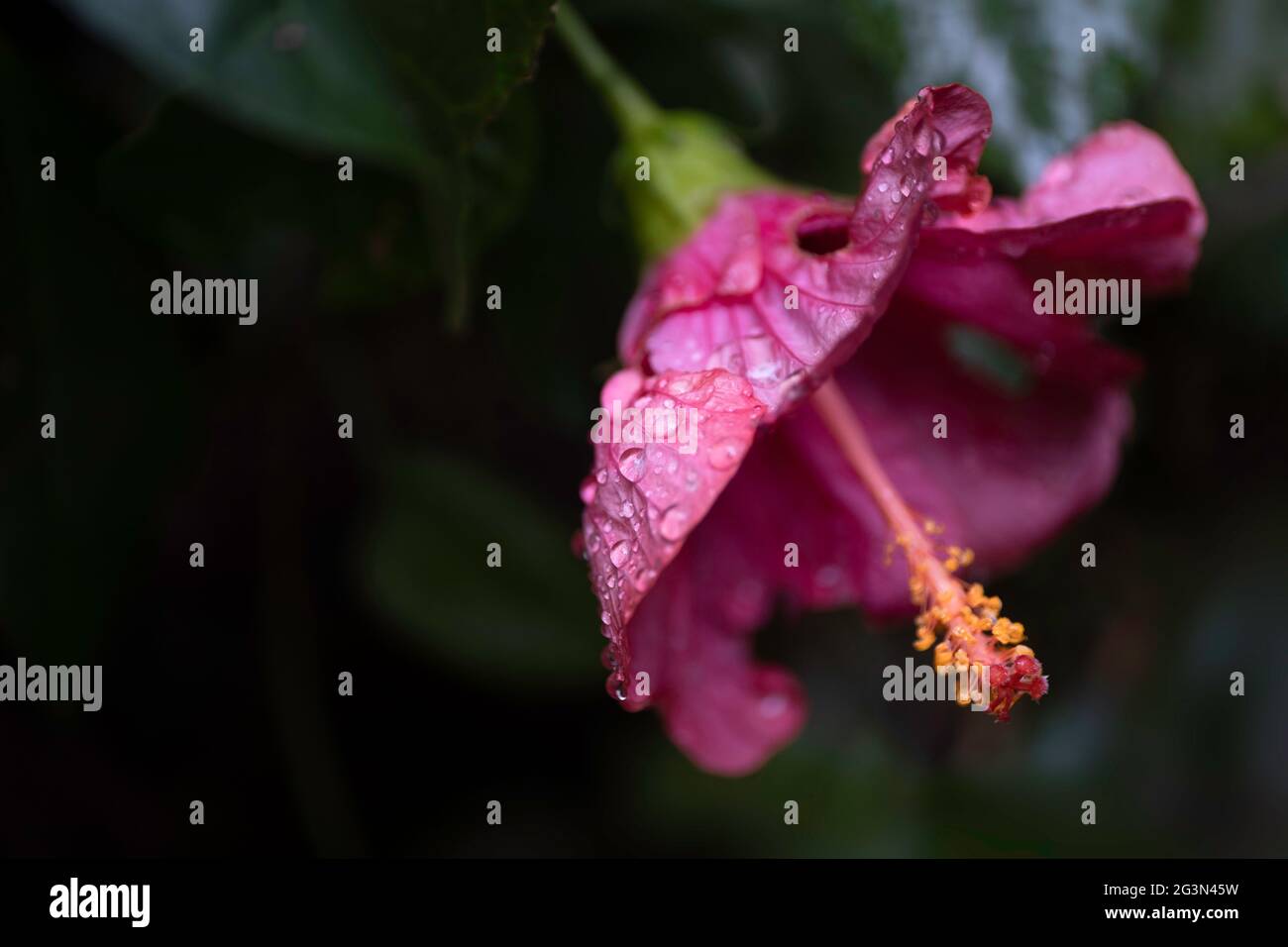 Grande fleur d'hibiscus pourpre conspicieuse et en forme de trompette sur fond sombre. Concentrez-vous sur les pétales aqueux, les pistils et les étamines. Copier l'espace Banque D'Images