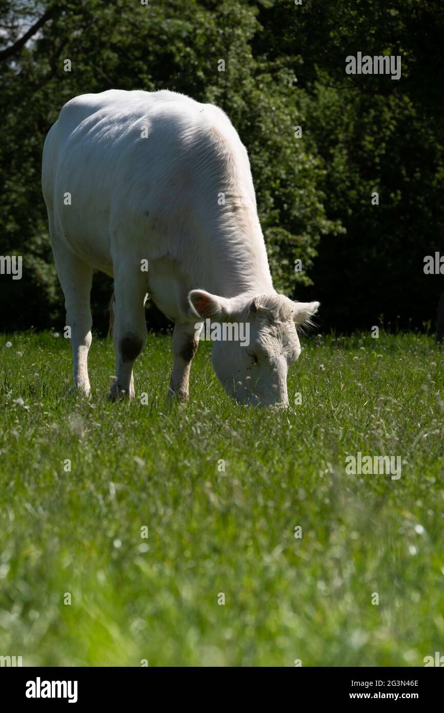 Pâturage de la vache blanche dans un pré vert juteux avec feuillage en arrière-plan. Photo verticale Banque D'Images