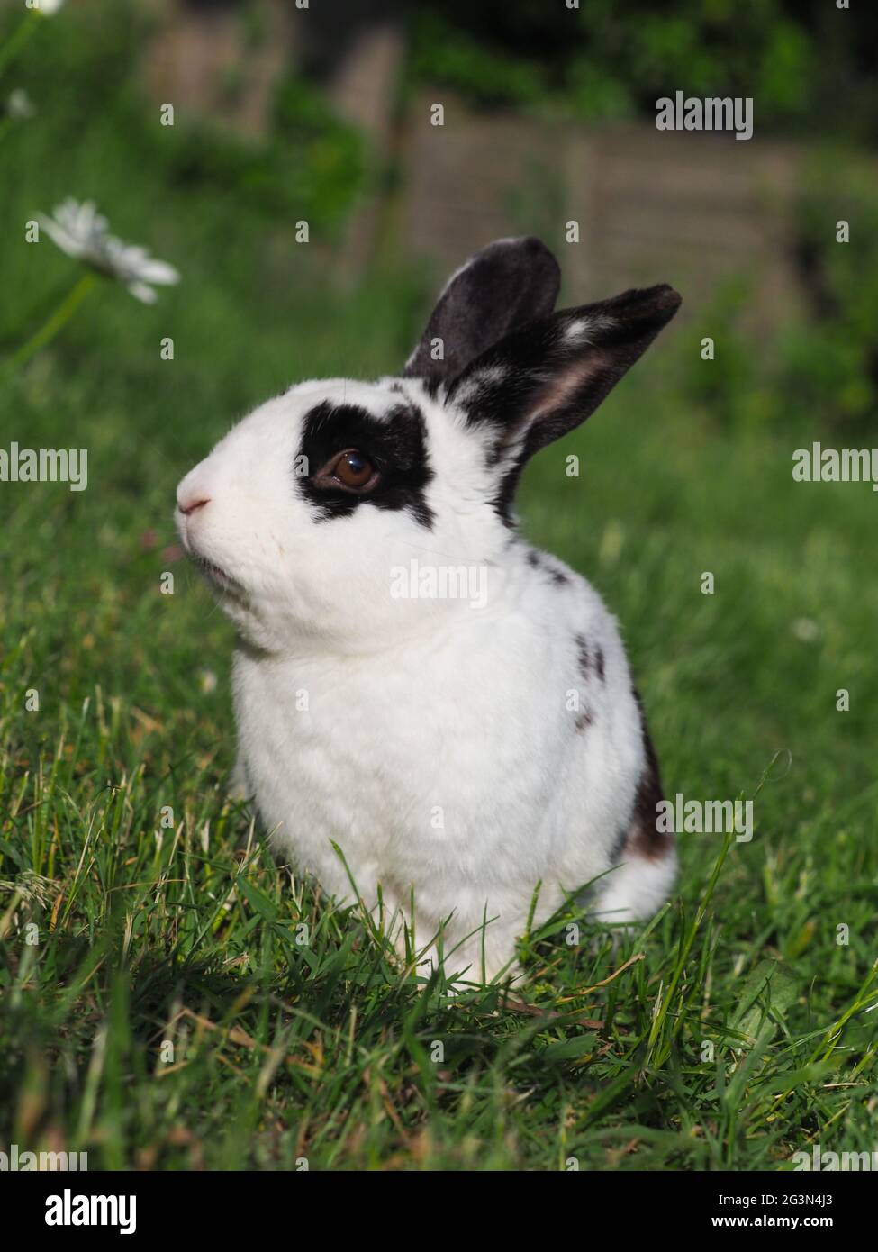 Un joli lapin noir et blanc bonbon dans le jardin. Banque D'Images