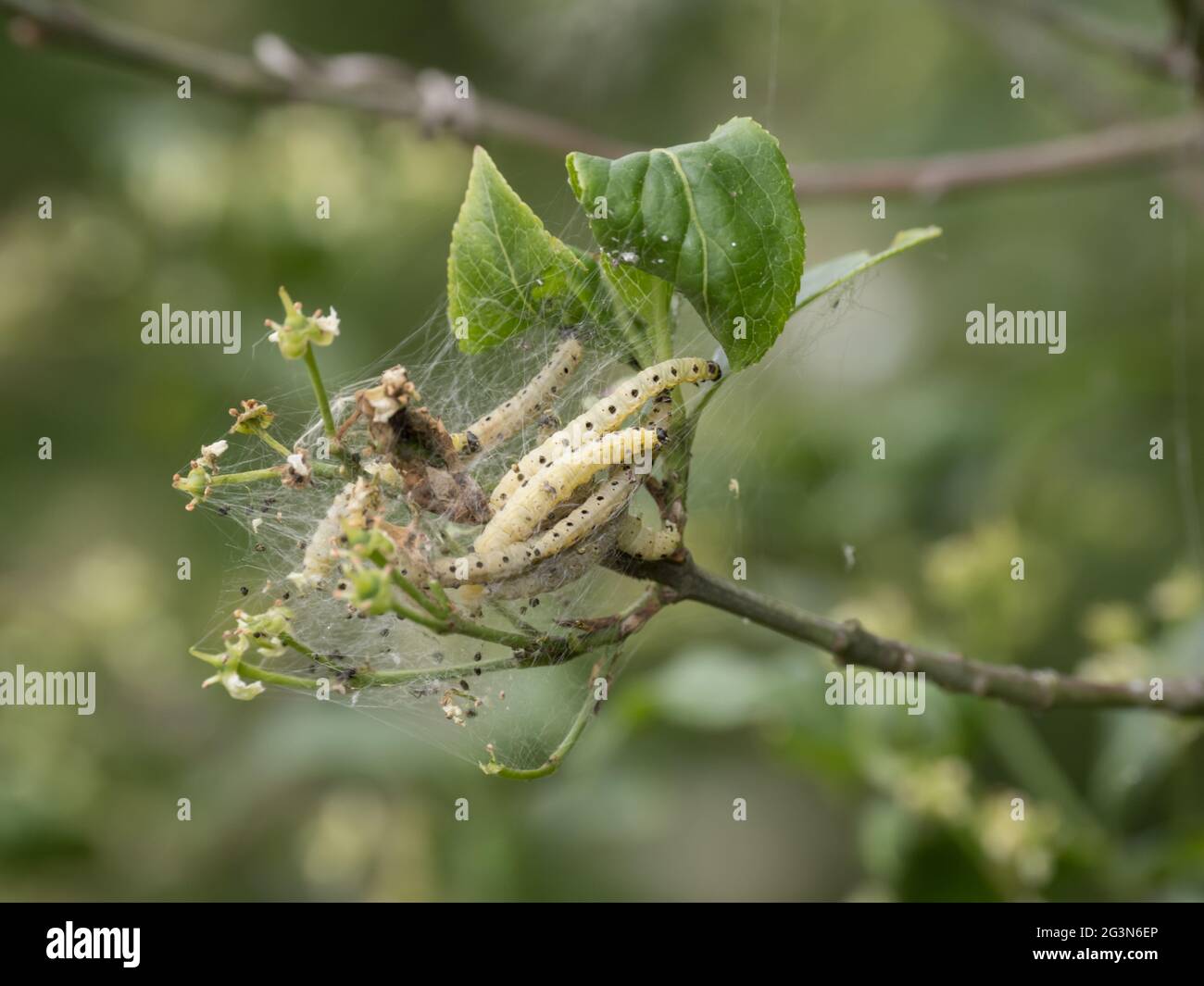 Les larves d'un Moth Ermine de broche (Yponomeuta cagnagella). Banque D'Images