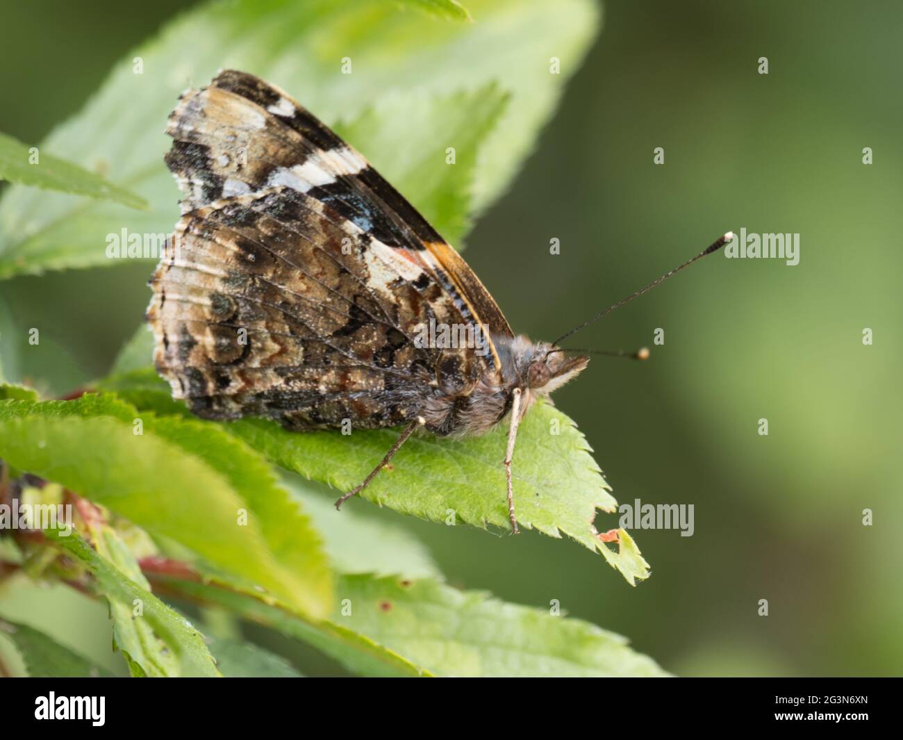 Vanessa atalanta, l'amiral rouge ou, auparavant, l'admirable rouge, perchée sur une feuille avec des ailes fermées. Banque D'Images