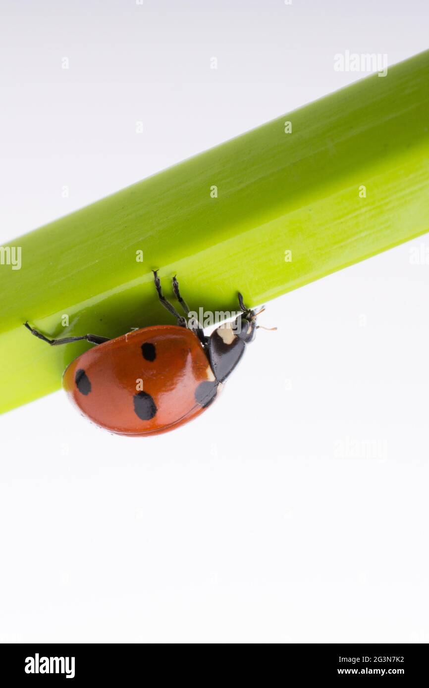 Magnifique coccinelle rouge marchant sur un bâton de bois Banque D'Images