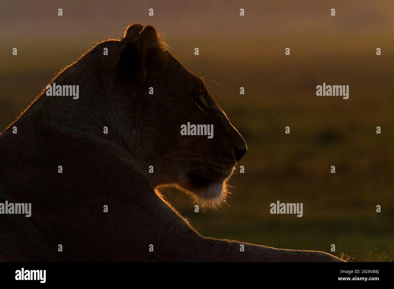 La lioness rétro-éclairée (Panthera Leo) se trouve face au lever du soleil africain. Okavango Delta, Botswana, Afrique Banque D'Images