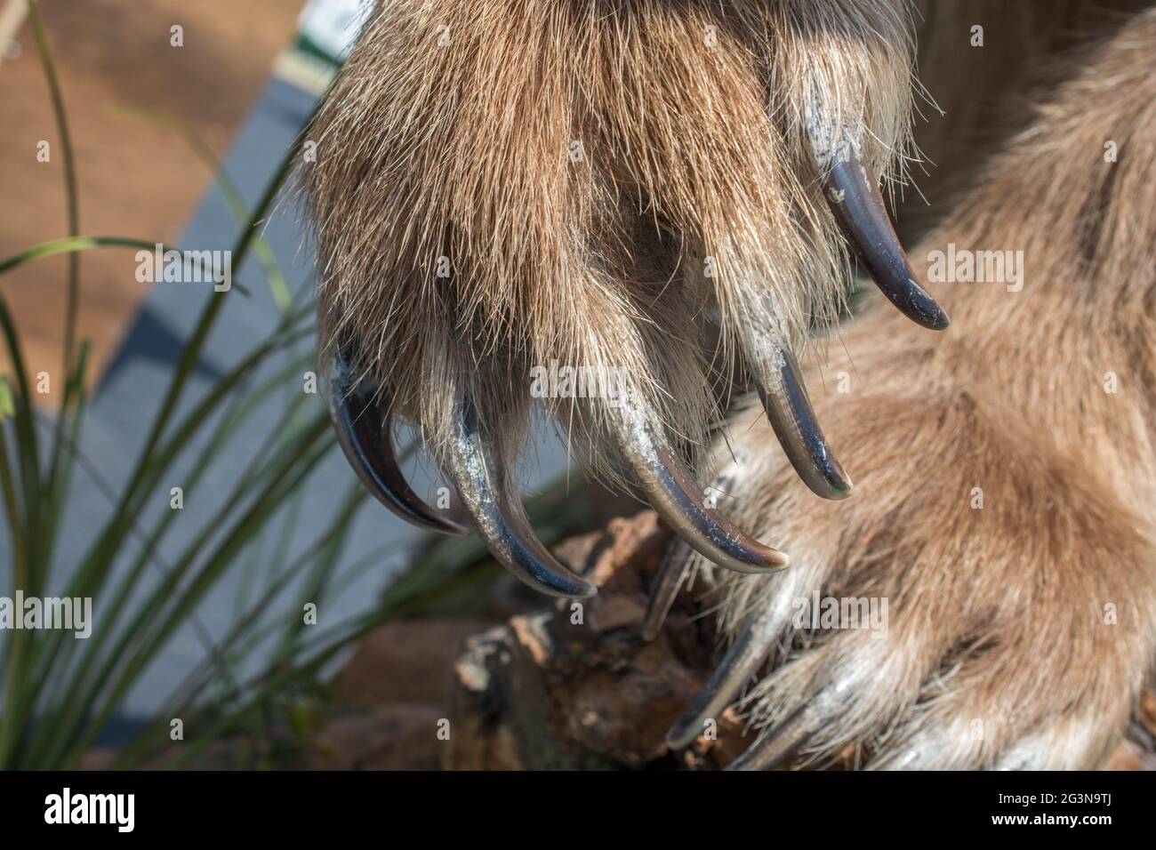 Griffe d'ours brun à griffes acérées Banque D'Images