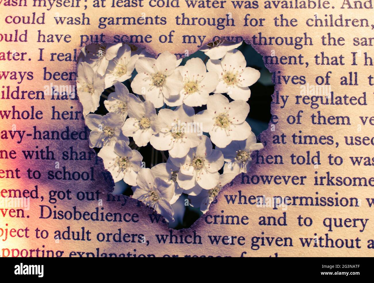 Vu à travers les fleurs en forme de coeur Banque D'Images