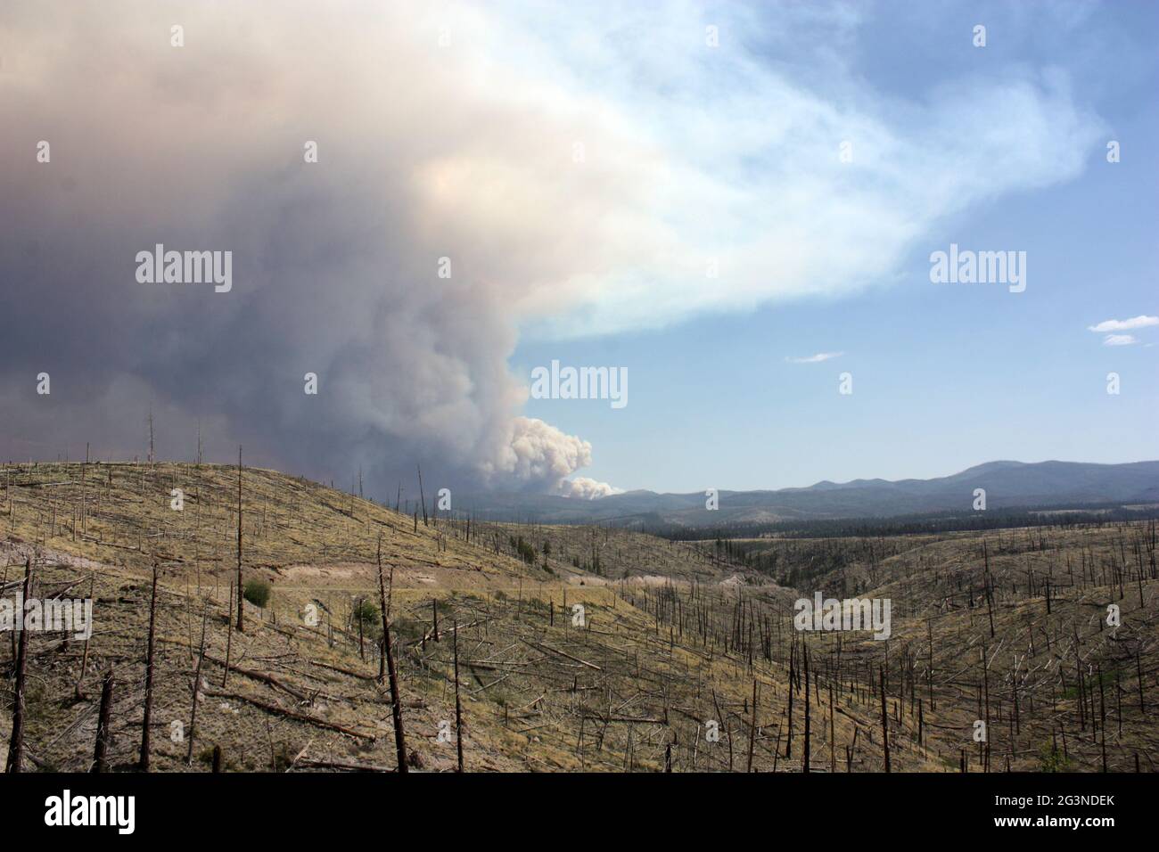 Preuve d'un vieux feu de forêt dans le Gila NF avec la fumée de la fumée de feu Johnson actuel en arrière-plan Banque D'Images