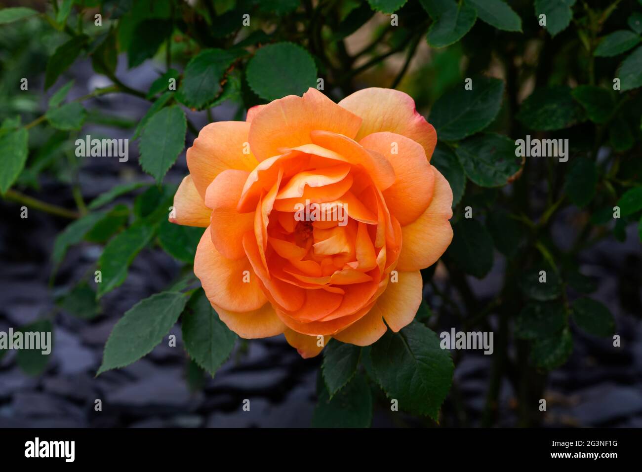 Grande fleur de rose orange unique en pleine fleur Banque D'Images