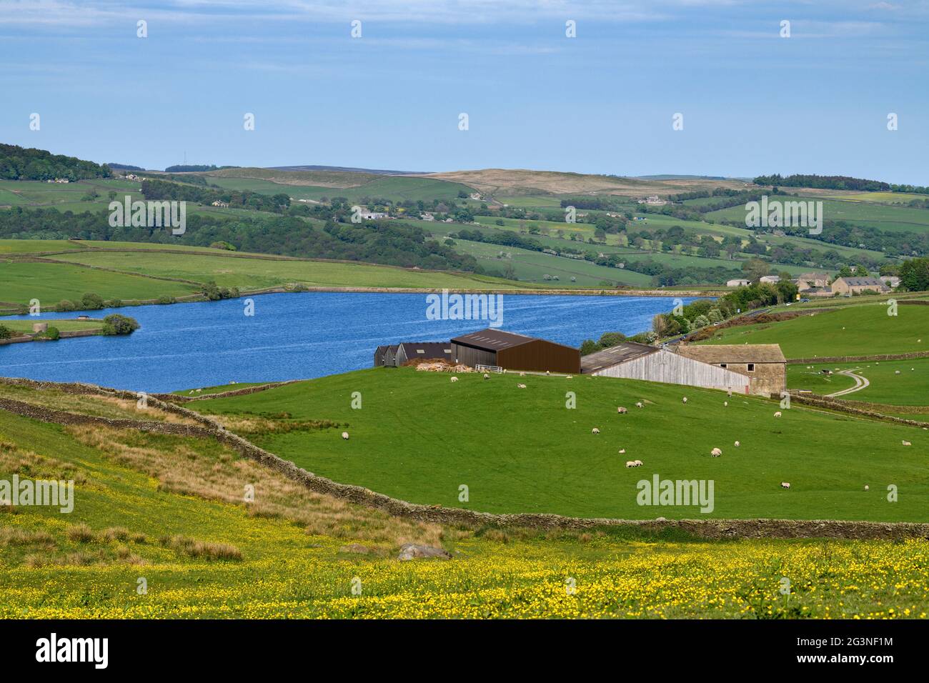 Vue pittoresque sur le réservoir de Chelker (eau bleue, champs de ferme, pâturage de moutons, buttercups de ferme et de prairie) - Craven, North Yorkshire, Angleterre, Royaume-Uni. Banque D'Images