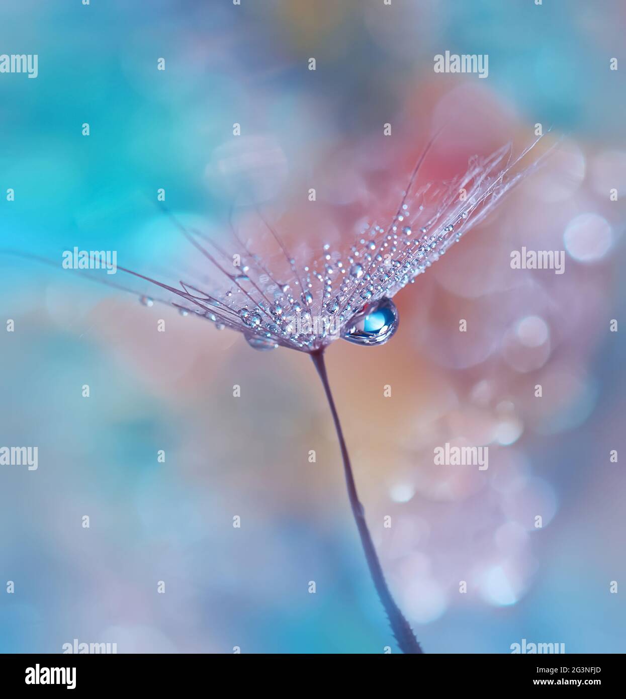 Magnifique nature arrière-plan.Floral Art Design.Abstract Macro Photography.pastel Flower.Dandelion Flowers.Blue Background.Creative Art Wallpaper. Banque D'Images