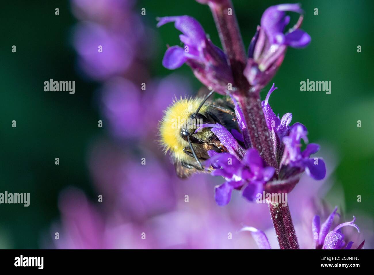Petite abeille (Bombus Pratorum) sur Salvia nemorosa ‘Caradonna’ Banque D'Images