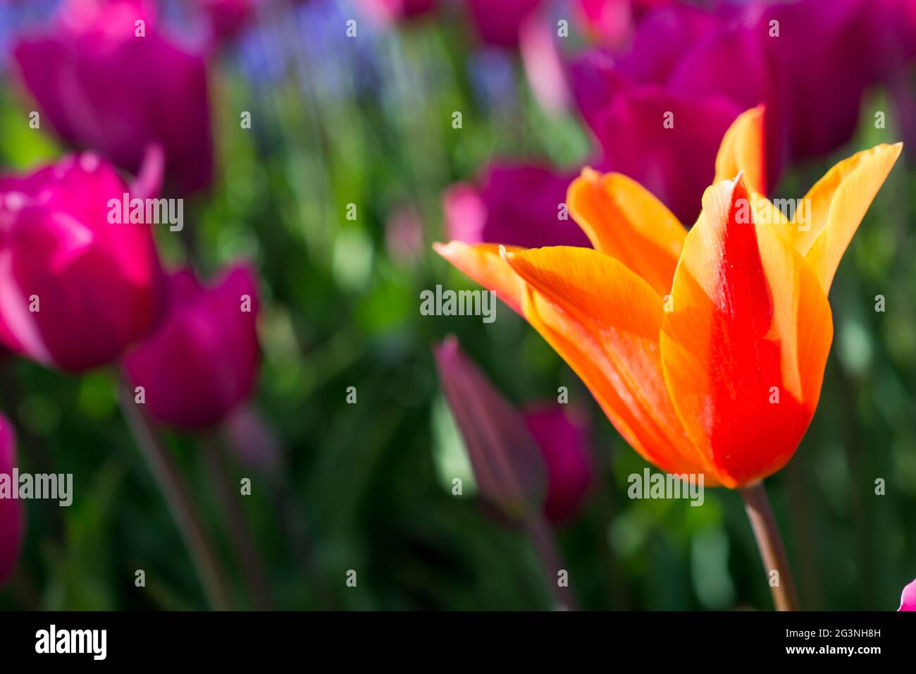 Tulipe orange dans la nature au printemps Banque D'Images