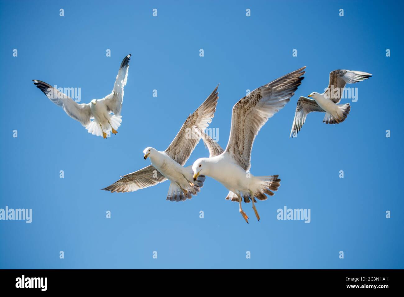 Flock of seagulls ski dans le ciel Banque D'Images