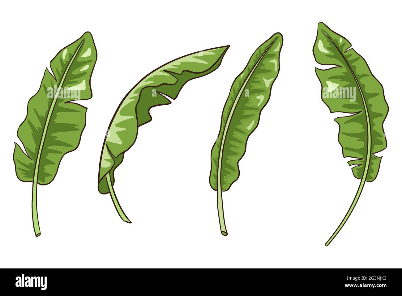 Ensemble de feuilles de la jungle des bananes. Éléments de botanique tropicaux pour logos, cosmétiques, spas, emblèmes, autocollants et imprimés, produits de soins de beauté Illustration de Vecteur