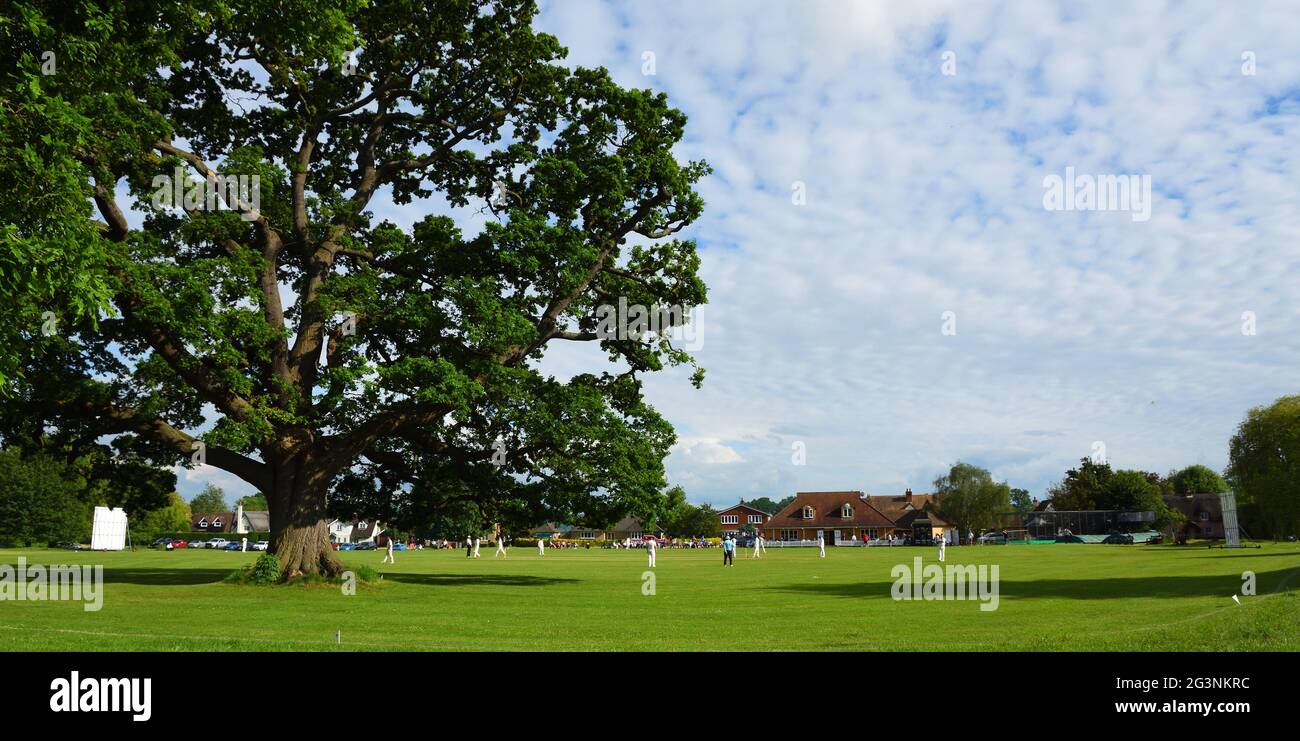Match de cricket avec grand Oak Tree à l'intérieur de la frontière de cricket sur Ickwell Green Bedfordshire Angleterre Banque D'Images