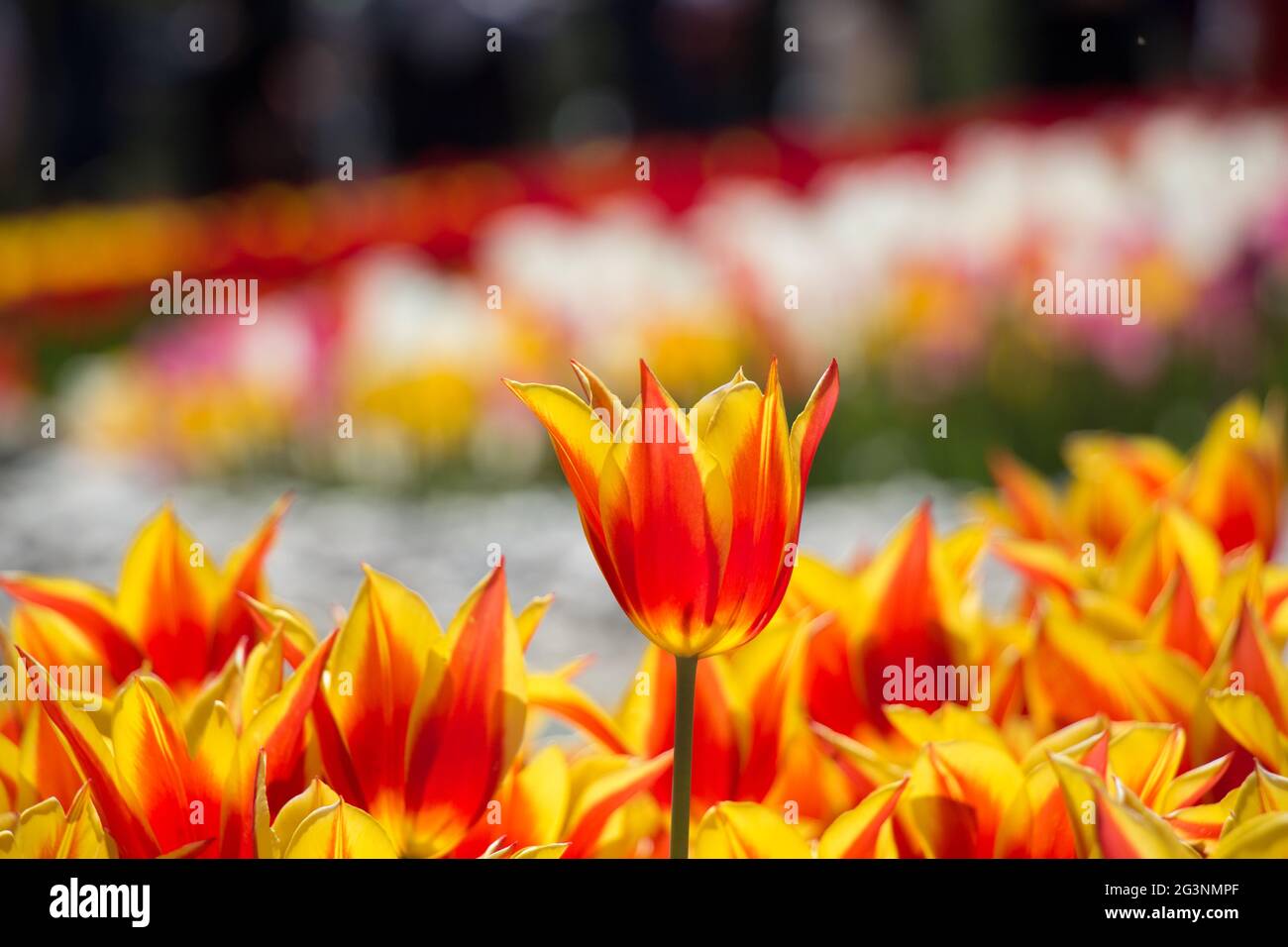 Fleur de tulipes de couleur orange au printemps Banque D'Images