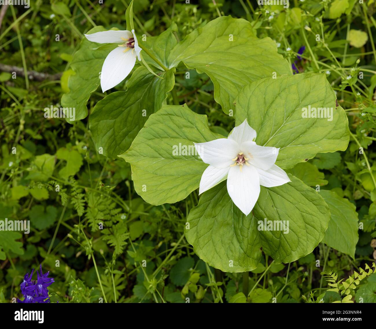 Trouvé le long d'un fond de forêt, la fleur sauvage de Trenliim prospère. Banque D'Images