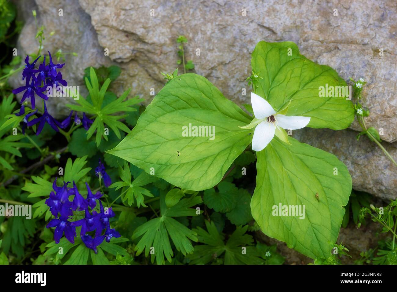 Trouvé le long d'un fond de forêt, la fleur sauvage de Trenliim prospère. Banque D'Images