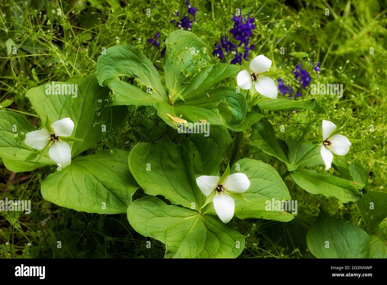 Trouvé le long d'un fond de forêt, la fleur sauvage de Trenliim prospère. Banque D'Images