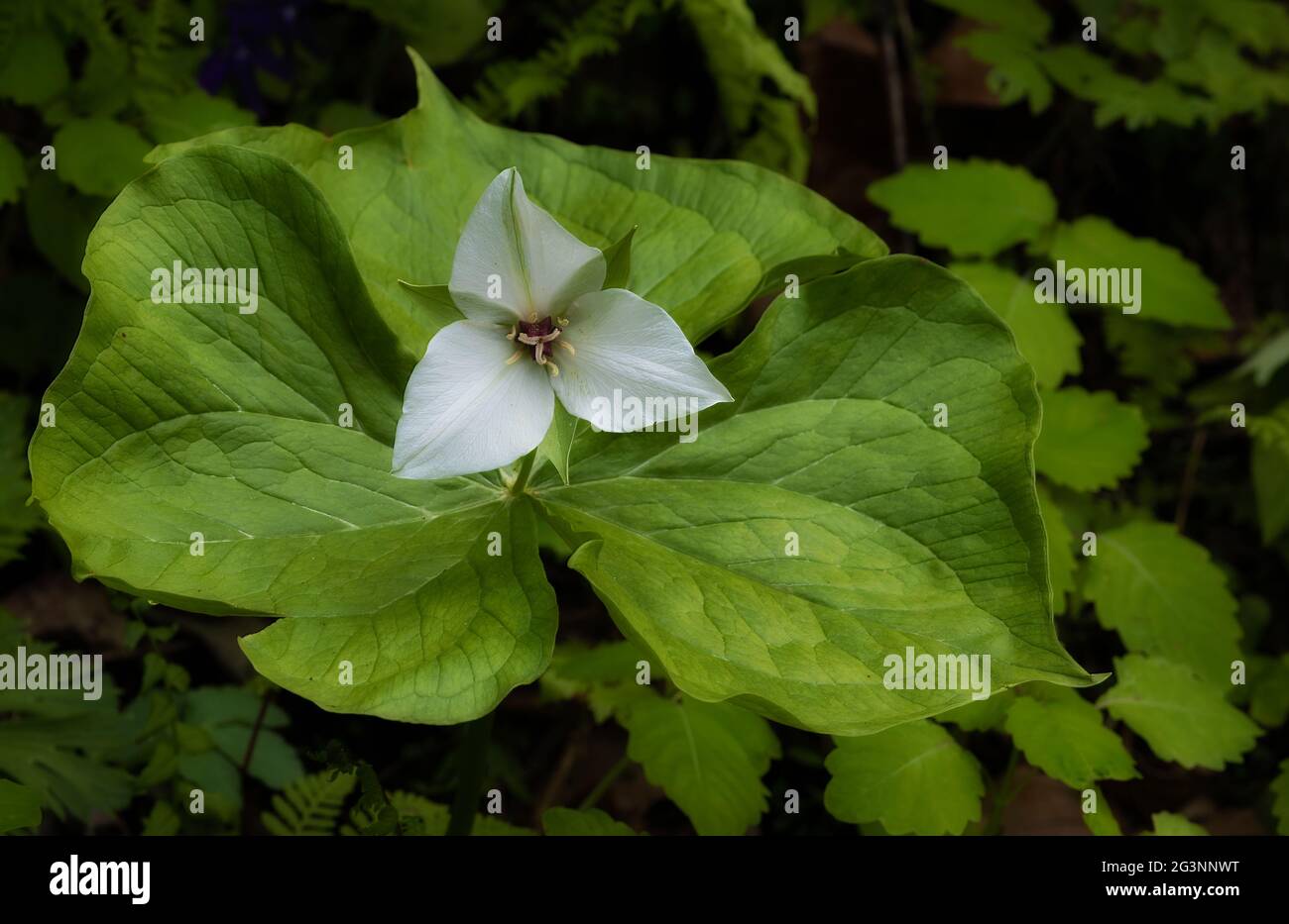 Trouvé le long d'un fond de forêt, la fleur sauvage de Trenliim prospère. Banque D'Images