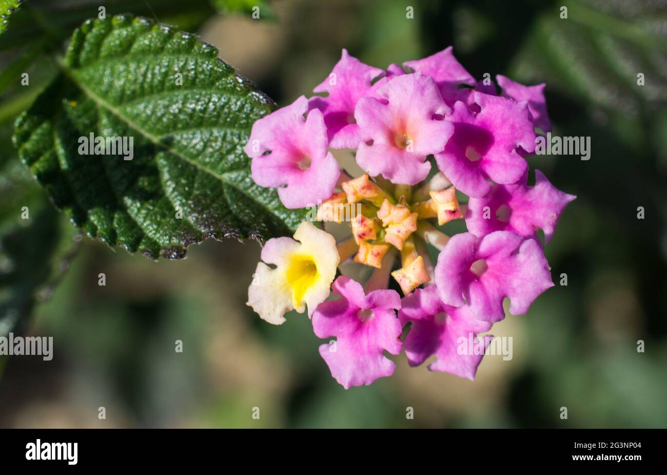 Incroyable fleur de printemps colorée dans la nature Banque D'Images